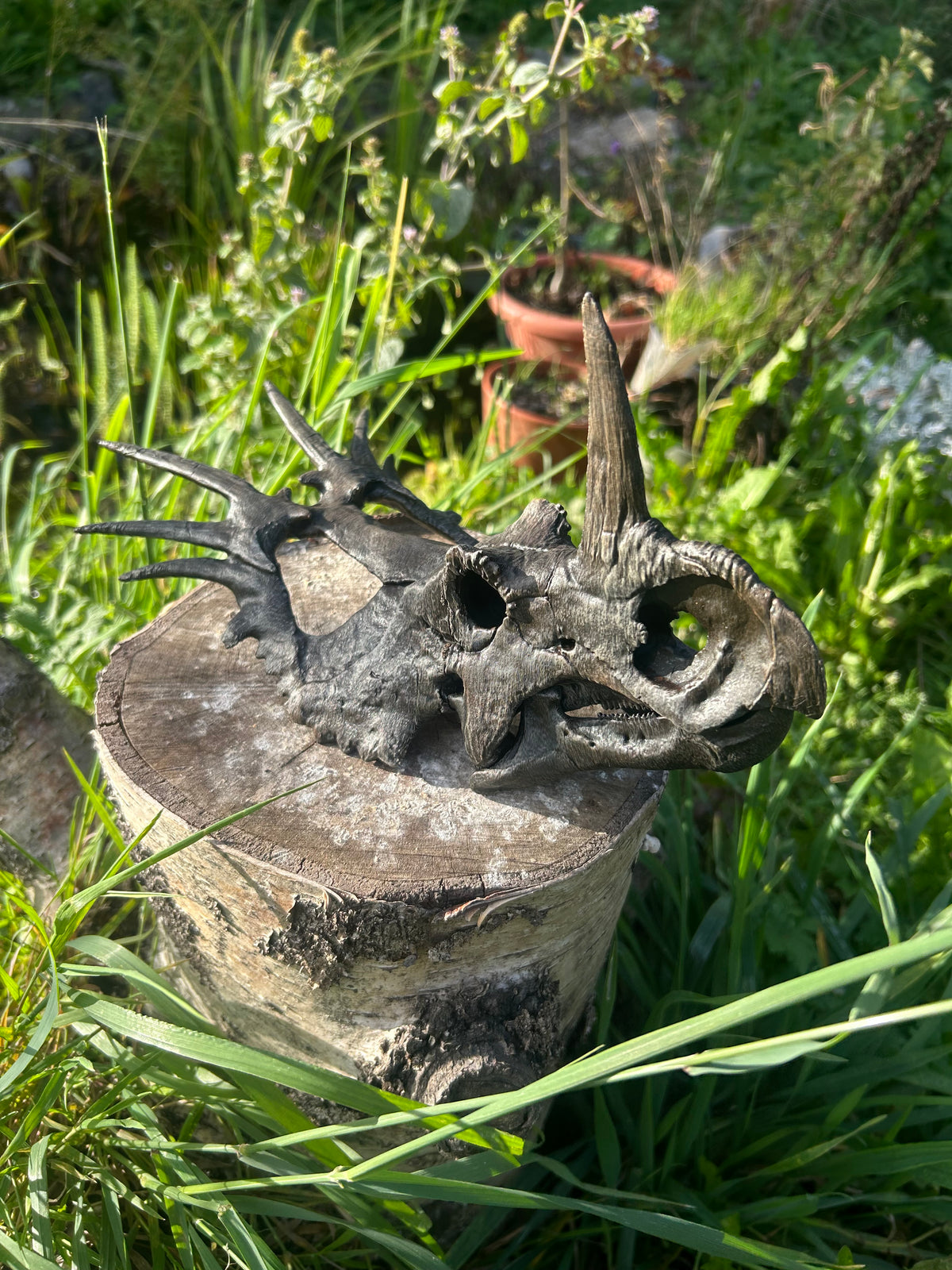 Styracosaurus albertensis