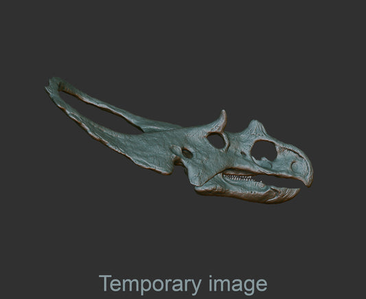 Chasmosaurus Magnet (bas relief)