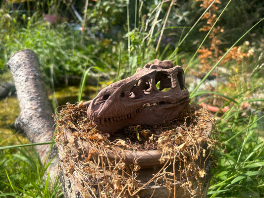 Nanotyrannus lancensis [Type 1 - 'Dunkle'] (BB)