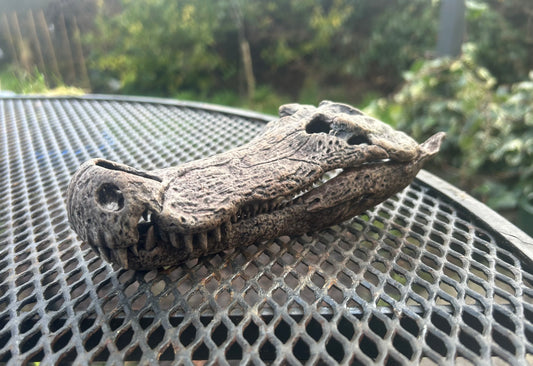 Deinosuchus riograndensis