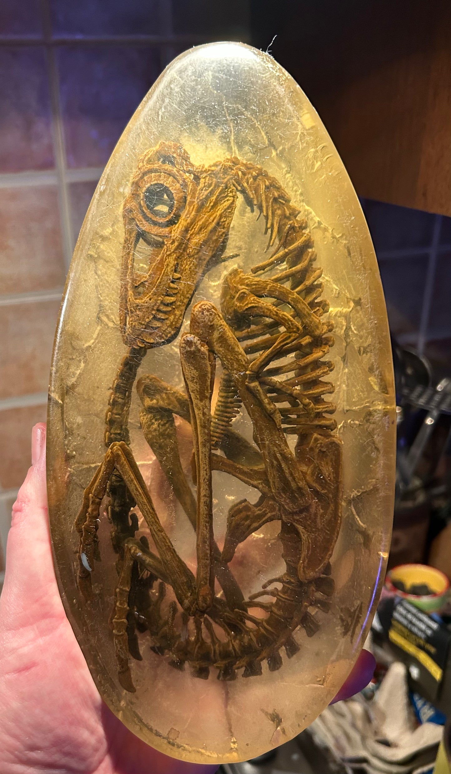 Embryonic Tyrannosaur (BB)