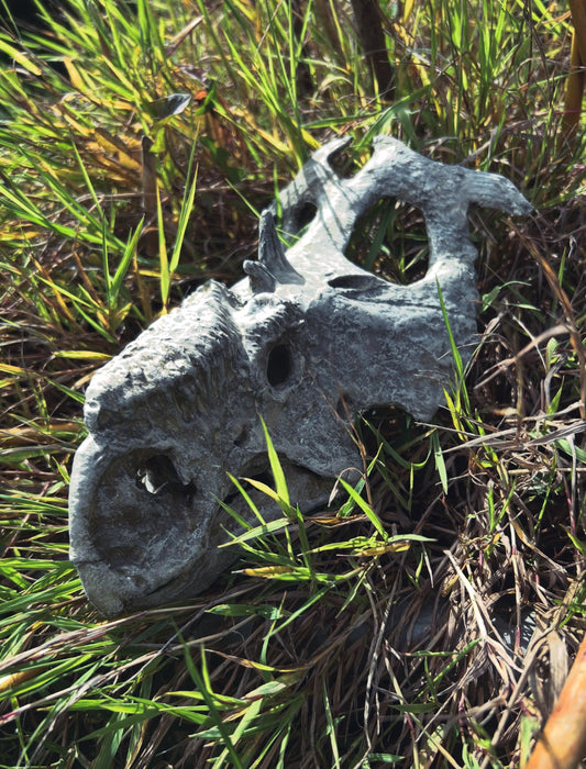 Pachyrhinosaurus canadensis