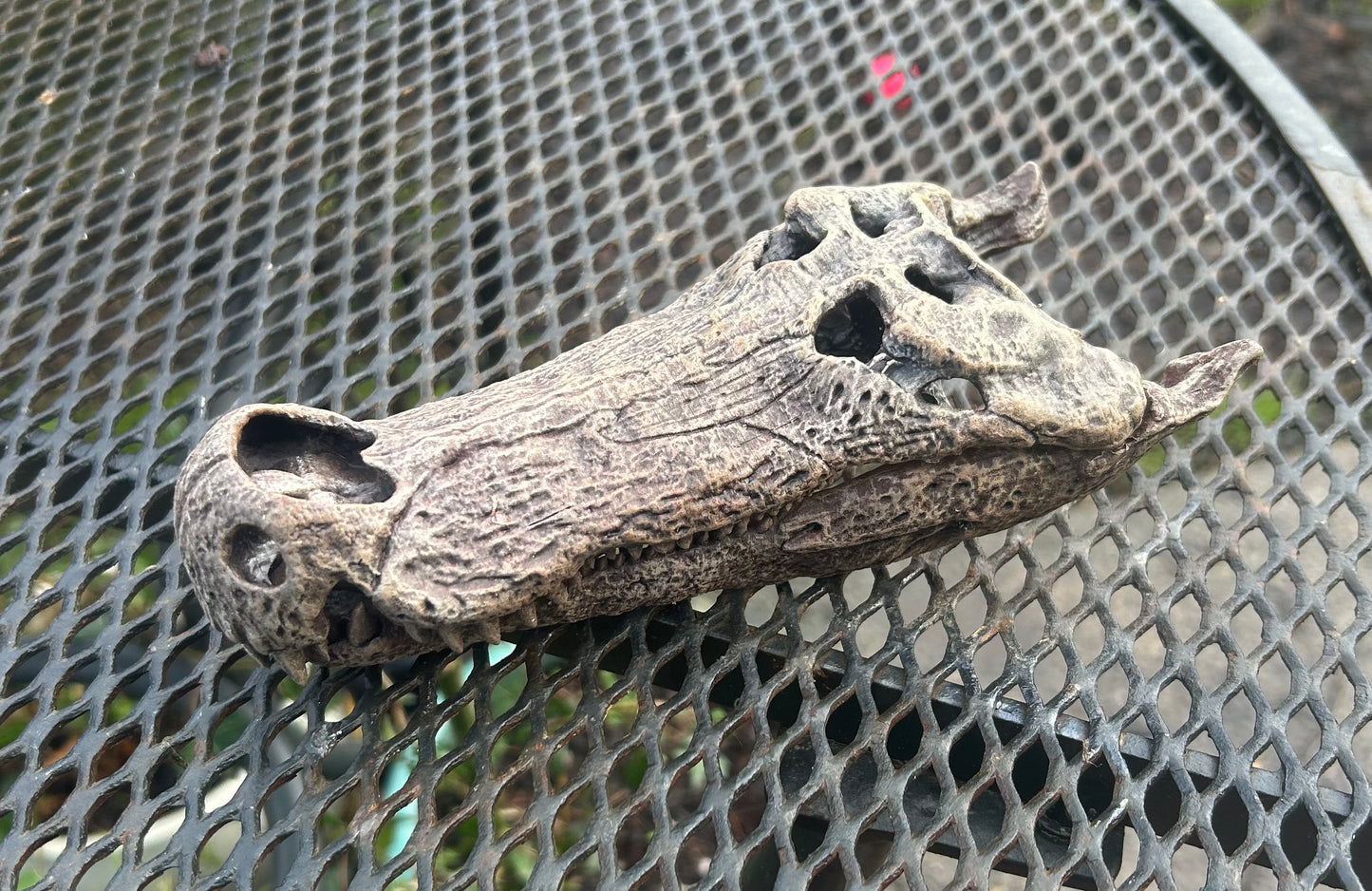 Deinosuchus riograndensis