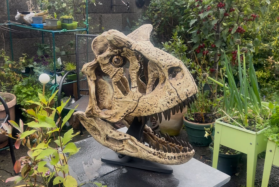 Carnotaurus sastrei [1:1]