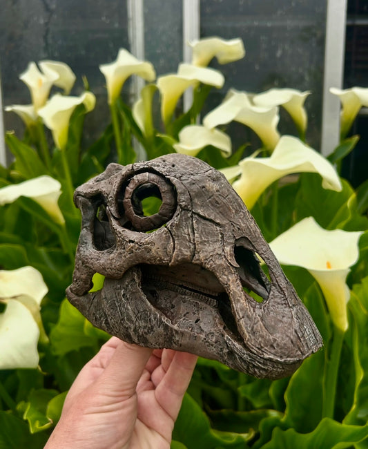 Maiasaura peeblesorum (juvenile)