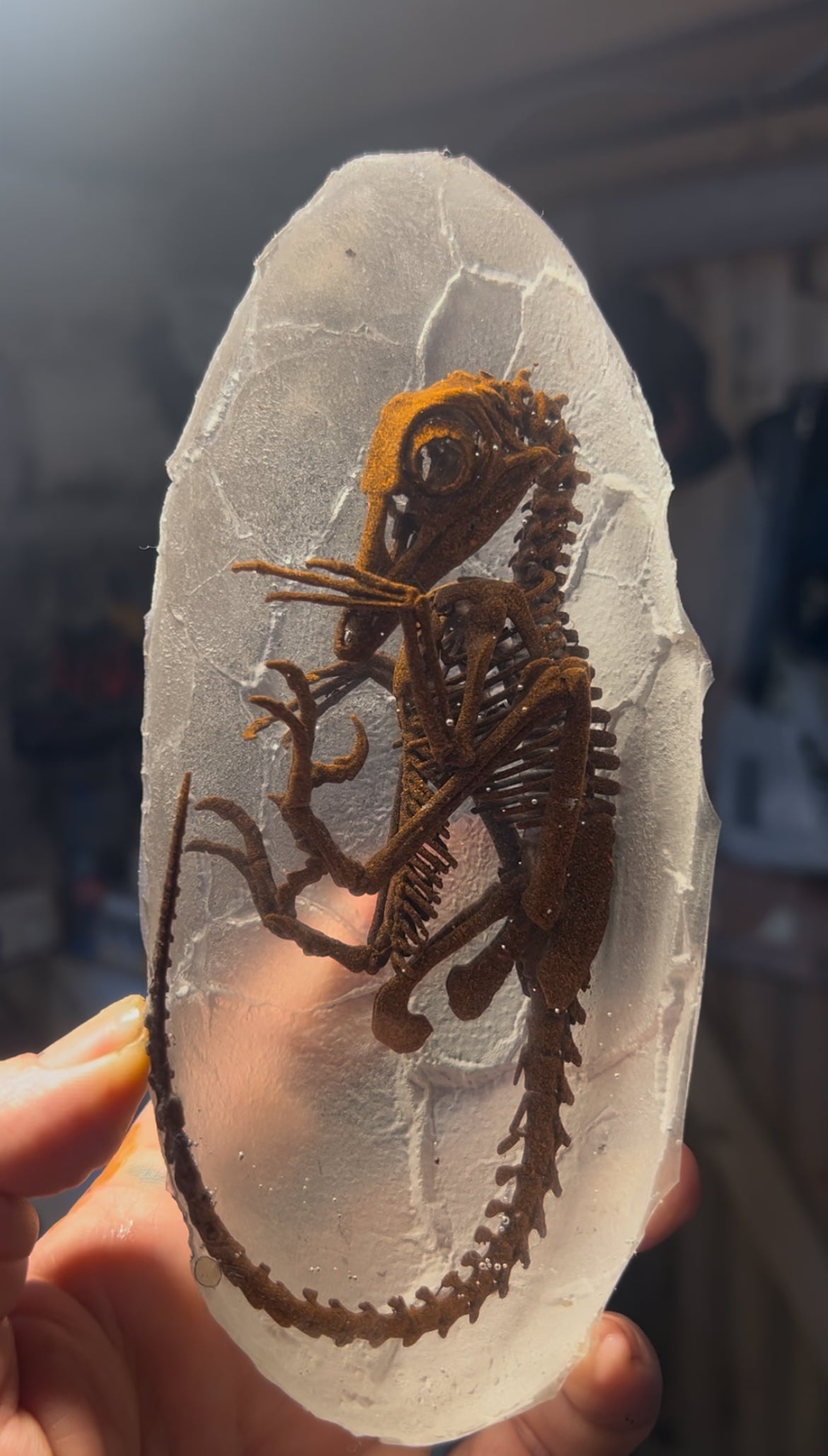 Embryonic Troodontid (Bargain Bin)