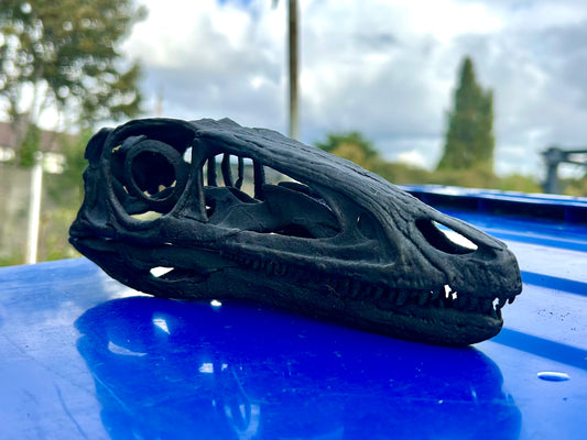 Coelophysis bauri 1:1 (bb)