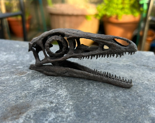 Compsognathus longipes (BB)