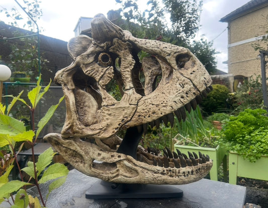 Carnotaurus sastrei [1:1]