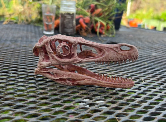 Velociraptor mongoliensis (1:2 mouth open)