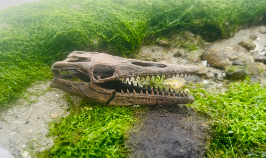 Tylosaurus proriger (BB)