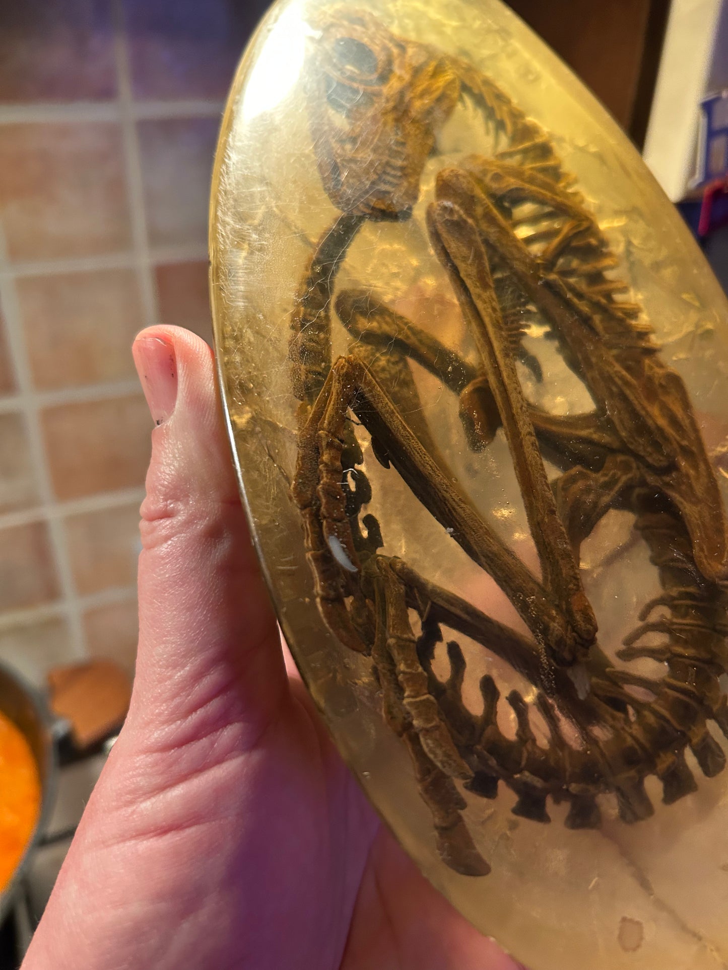 Embryonic Tyrannosaur (BB)