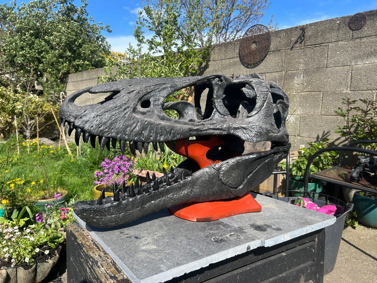 Nanotyrannus lancensis [Type 2 - '40k'] [1:1 scale]