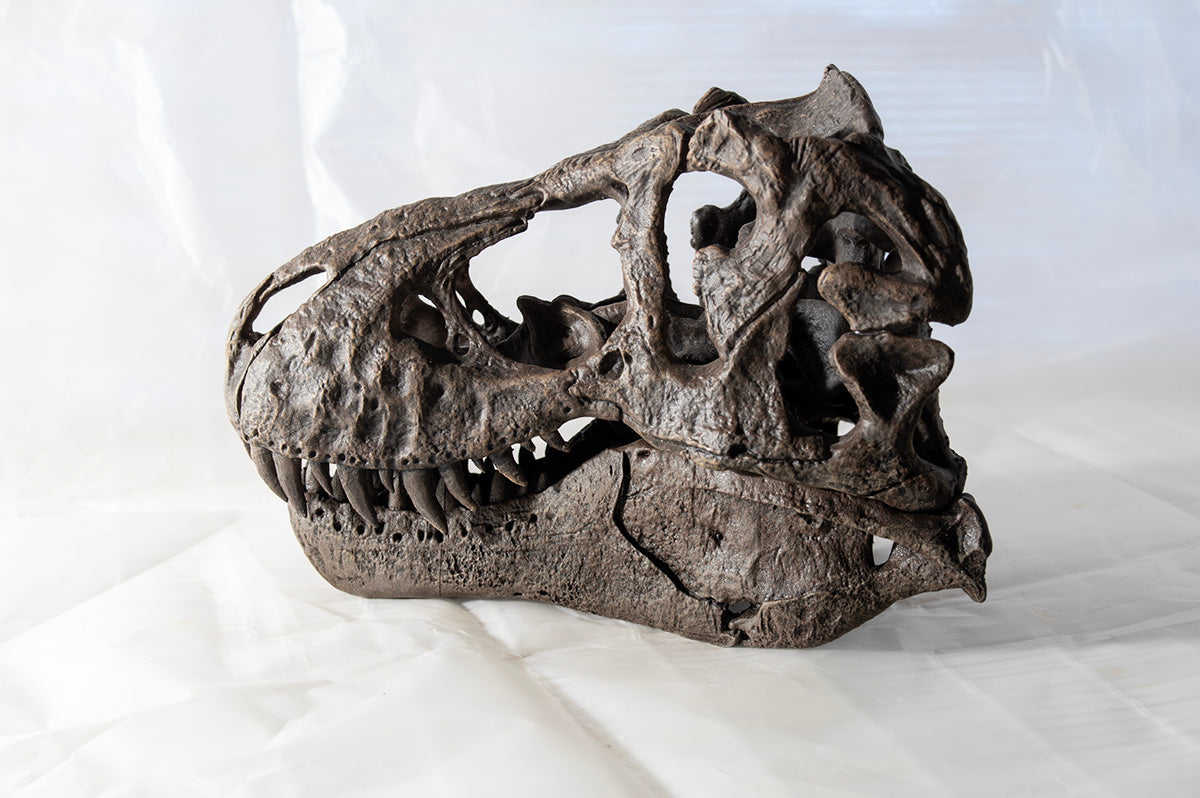 Tyrannosaurus rex (Type 2 - 'Stynamo')