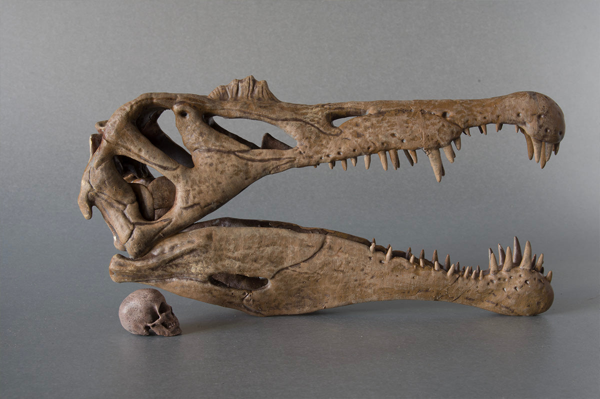 Spinosaurus aegyptiacus (BB)