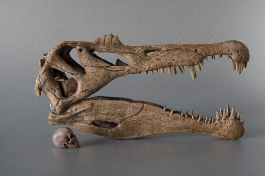 Spinosaurus aegyptiacus (BB)