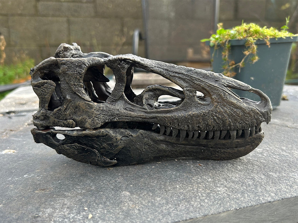 Nanotyrannus lancensis [Type 2 - '40k']