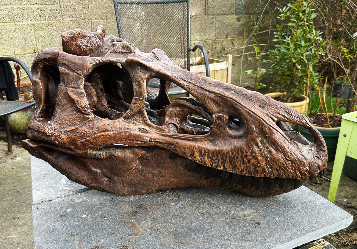 Nanotyrannus lancensis [Type 1 - 'Dunkle'] 1:1 Scale