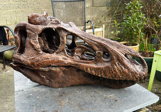 Nanotyrannus lancensis [Type 1 - 'Dunkle'] 1:1 Scale