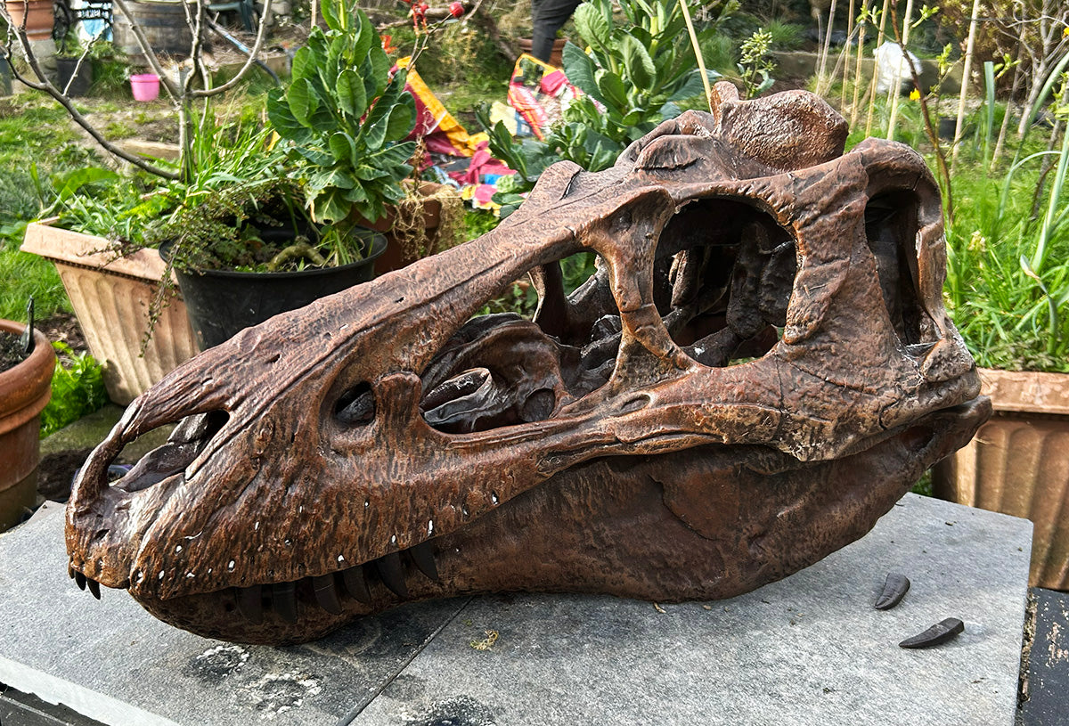 Nanotyrannus lancensis [Type 1 - 'Dunkle'] 1:1 Scale