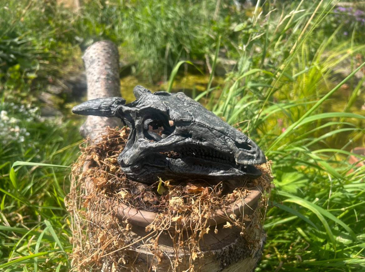 Scelidosaurus harrisonii 1:2 scale