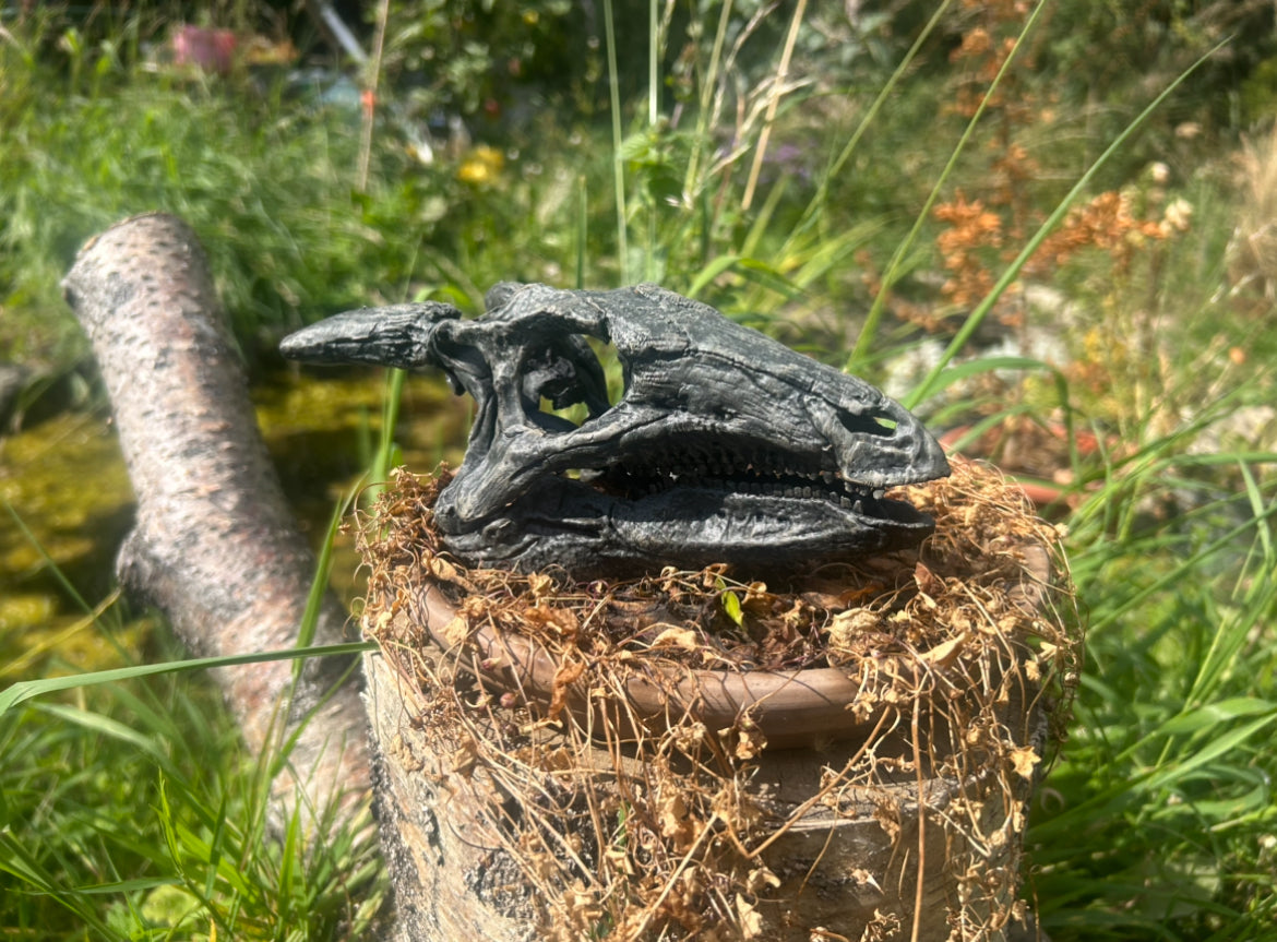 Scelidosaurus harrisonii 1:2 scale
