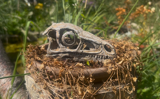 Eoraptor lunensis (BB)