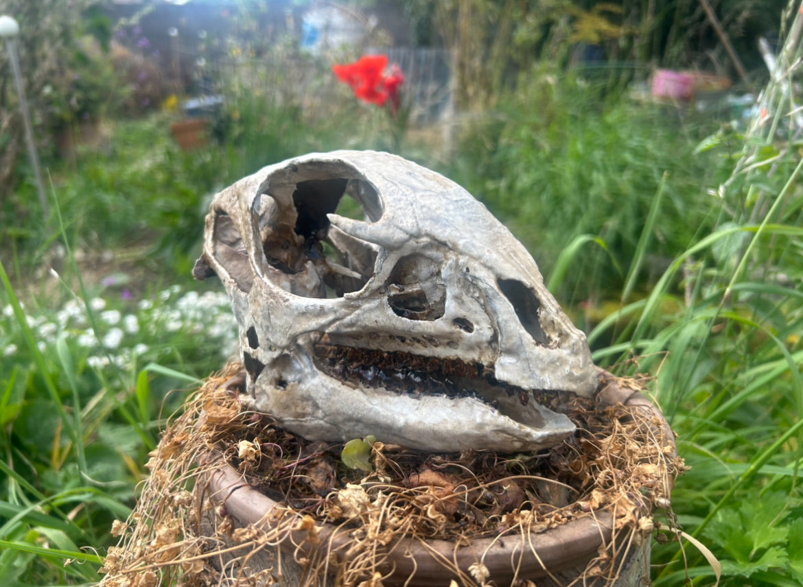 Hypsilophodon foxii