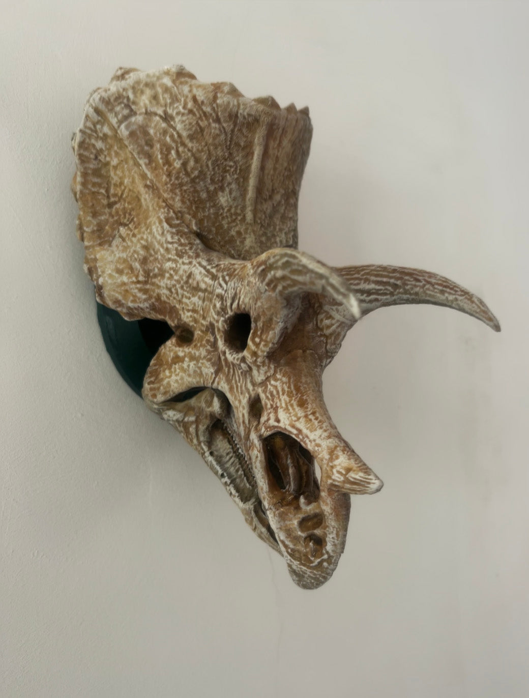 Triceratops prorsus