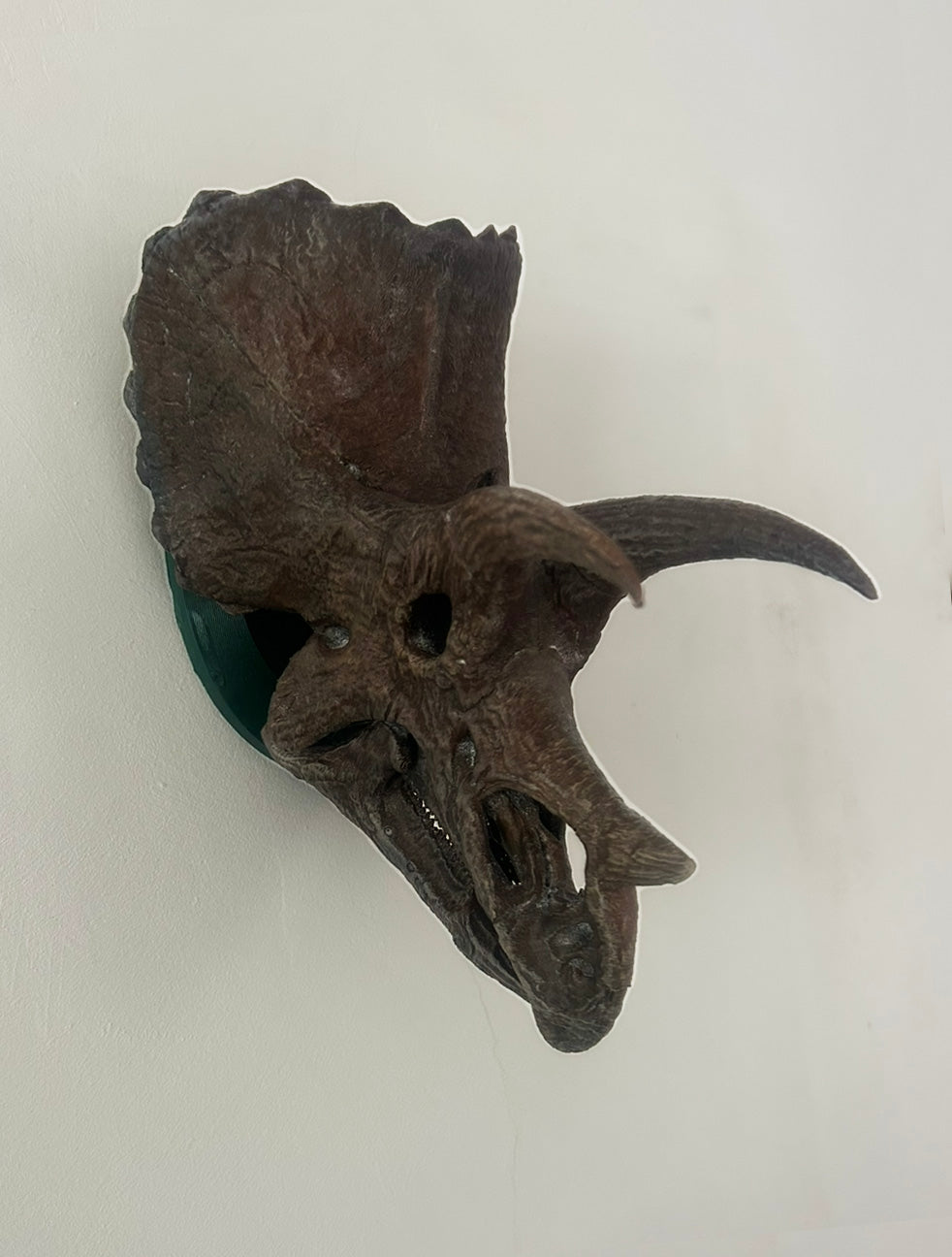 Triceratops prorsus
