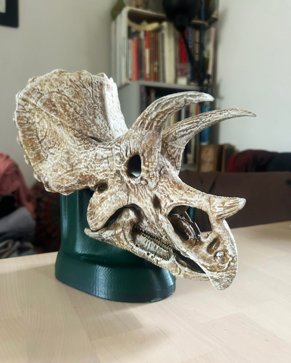 Triceratops prorsus
