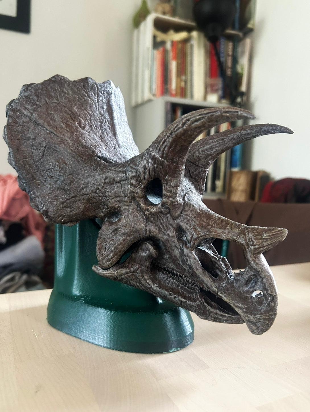 Triceratops prorsus
