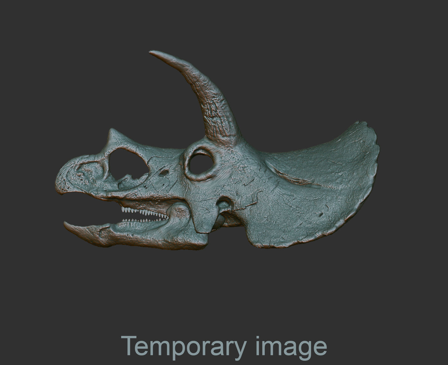 Triceratops horridus Magnet