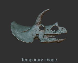 Triceratops horridus Magnet