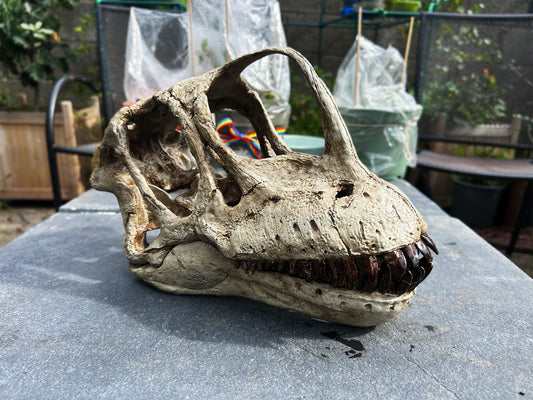 Europasaurus holgeri