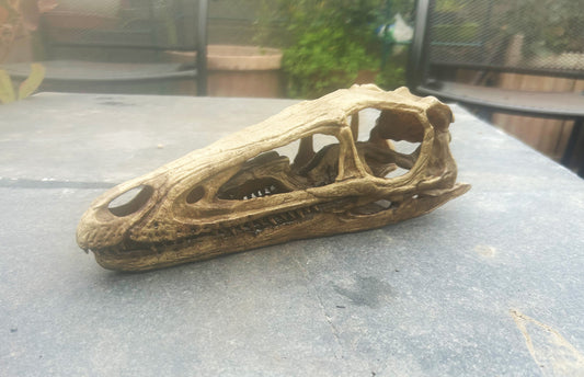 Coelophysis bauri 1:1, mouth closed (bb)