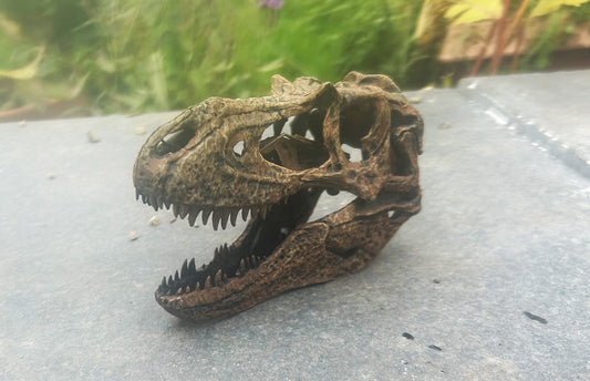 Gorgosaurus libratus (1:10 scale) (bb)