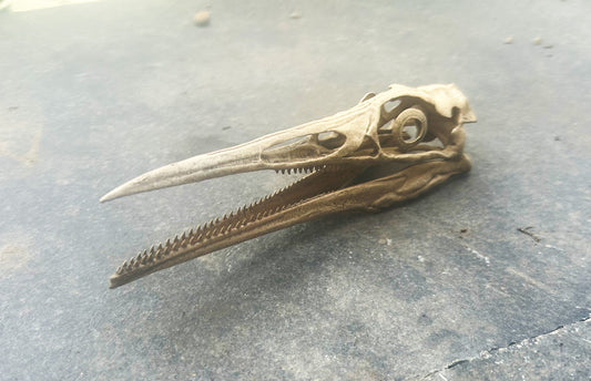 Hesperornis regalis 1:2 (BB)