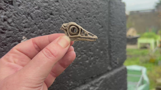 Archaeopteryx lithographica (BB)