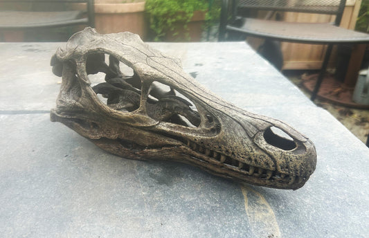 Velociraptor mongoliensis 1:1  (BB)