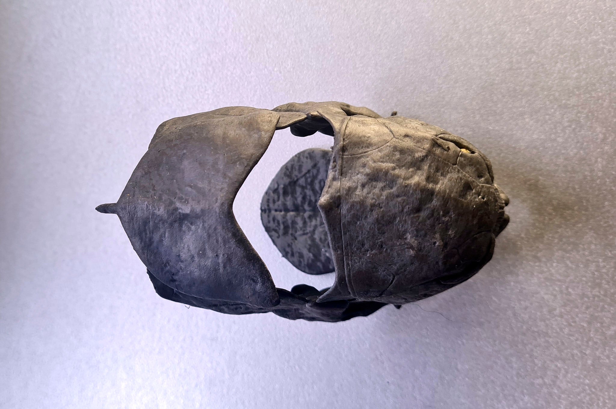 Dunkleosteus  terrelli