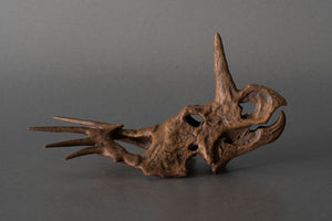 Styracosaurus albertensis