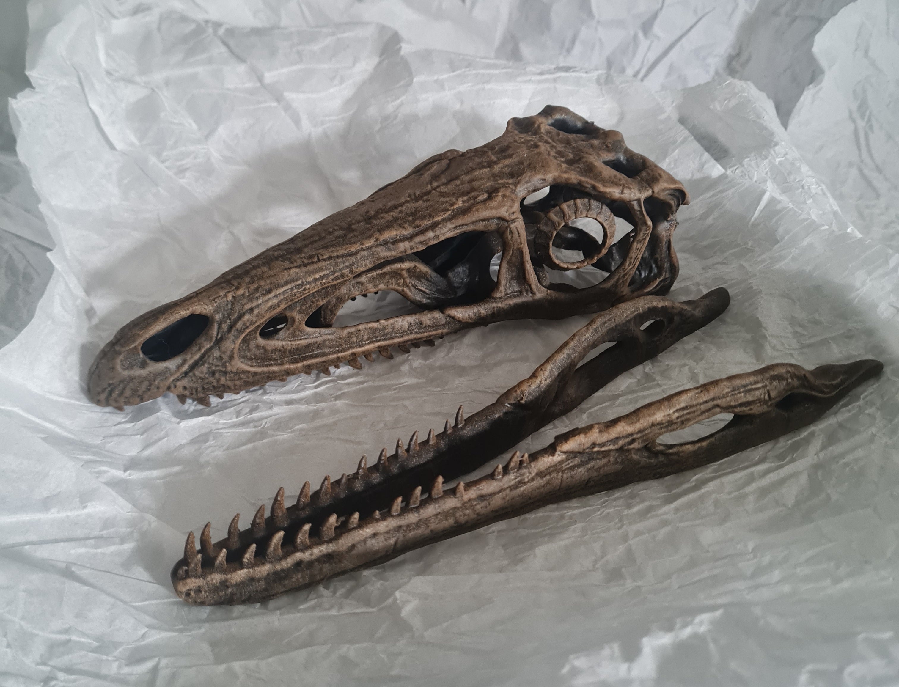 Coelophysis bauri