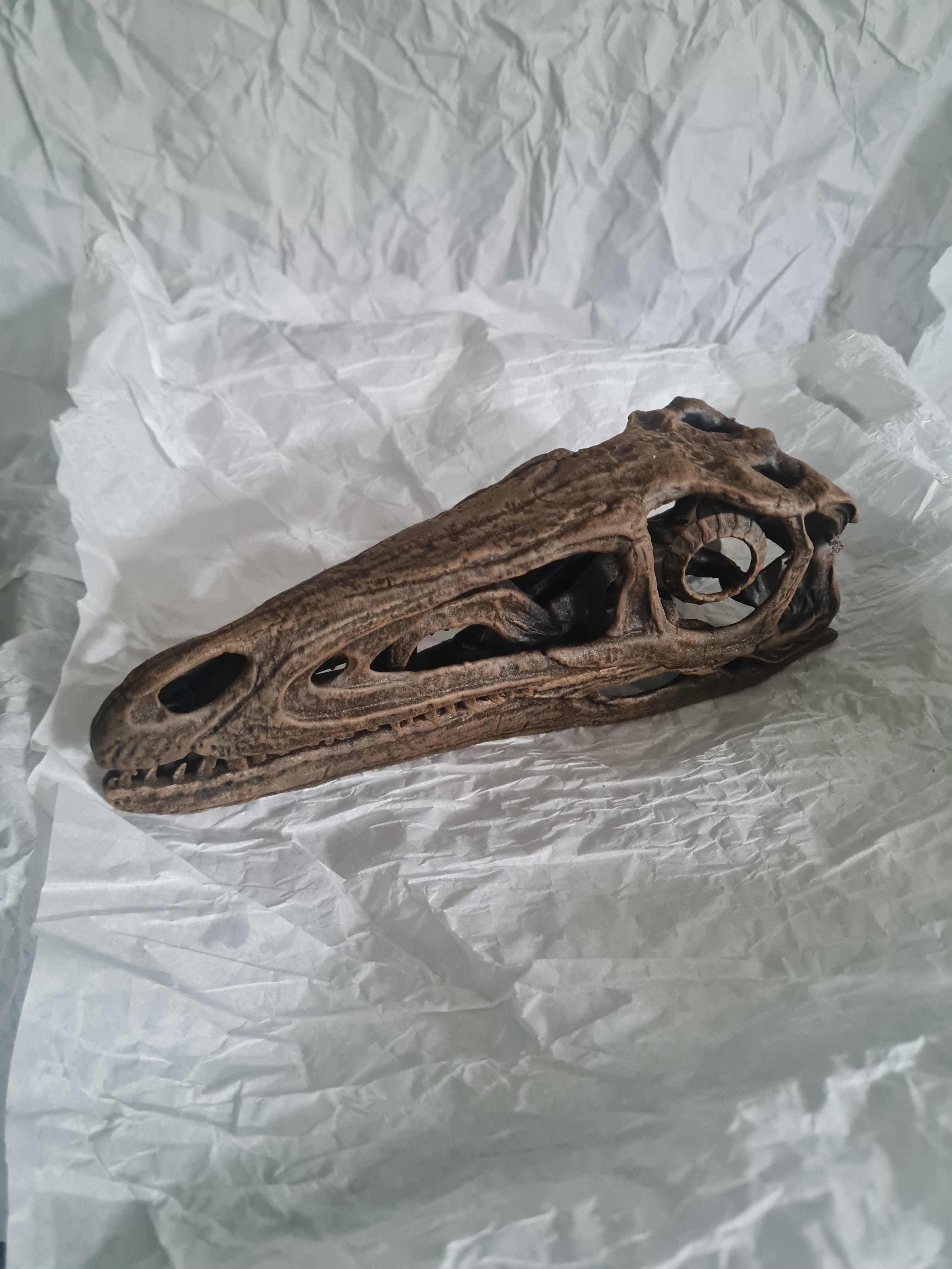 Coelophysis bauri