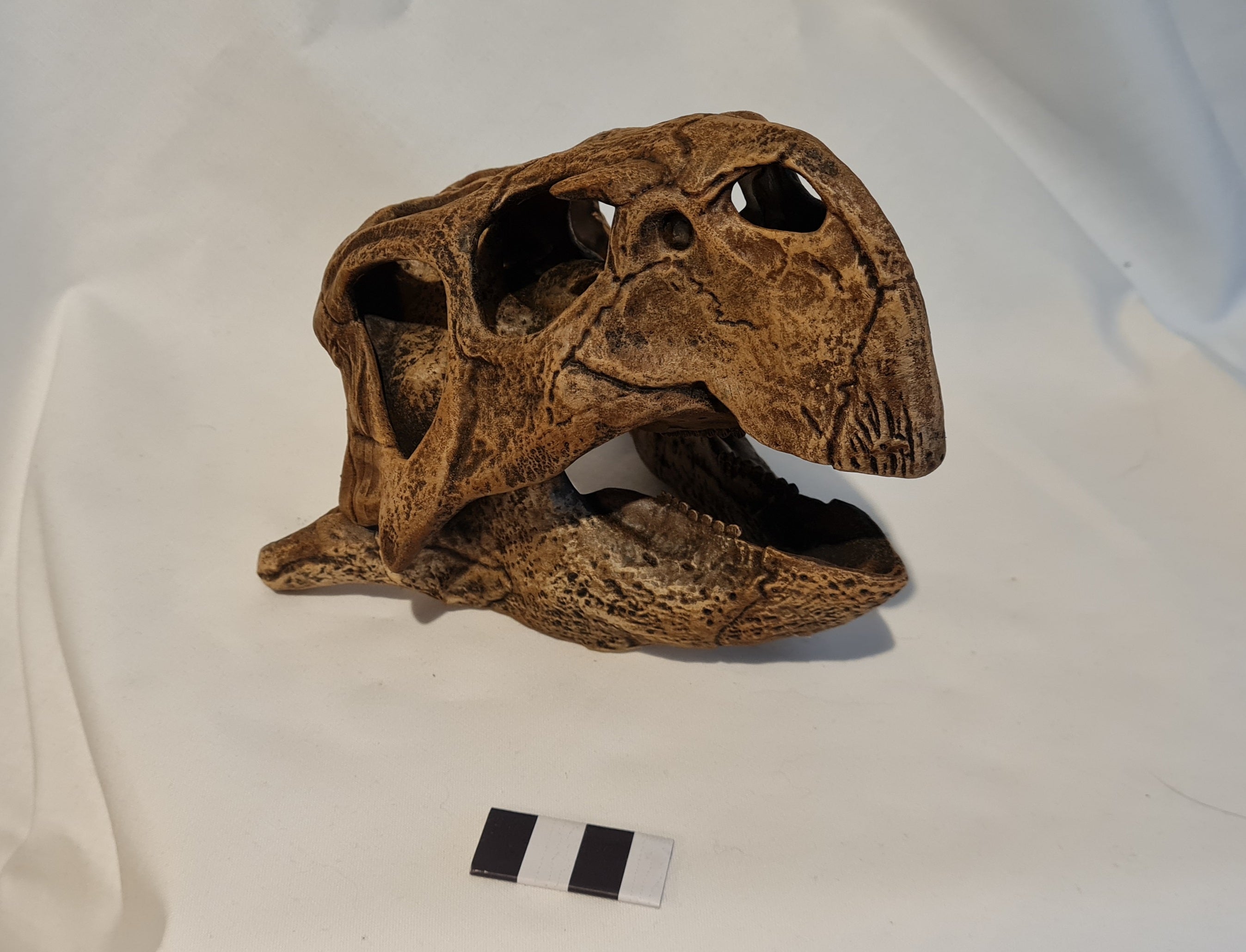 Psittacosaurus mongoliensis