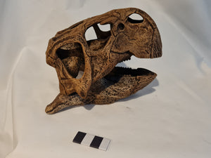 Psittacosaurus mongoliensis