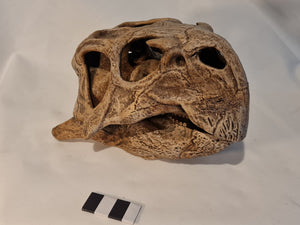 Psittacosaurus mongoliensis