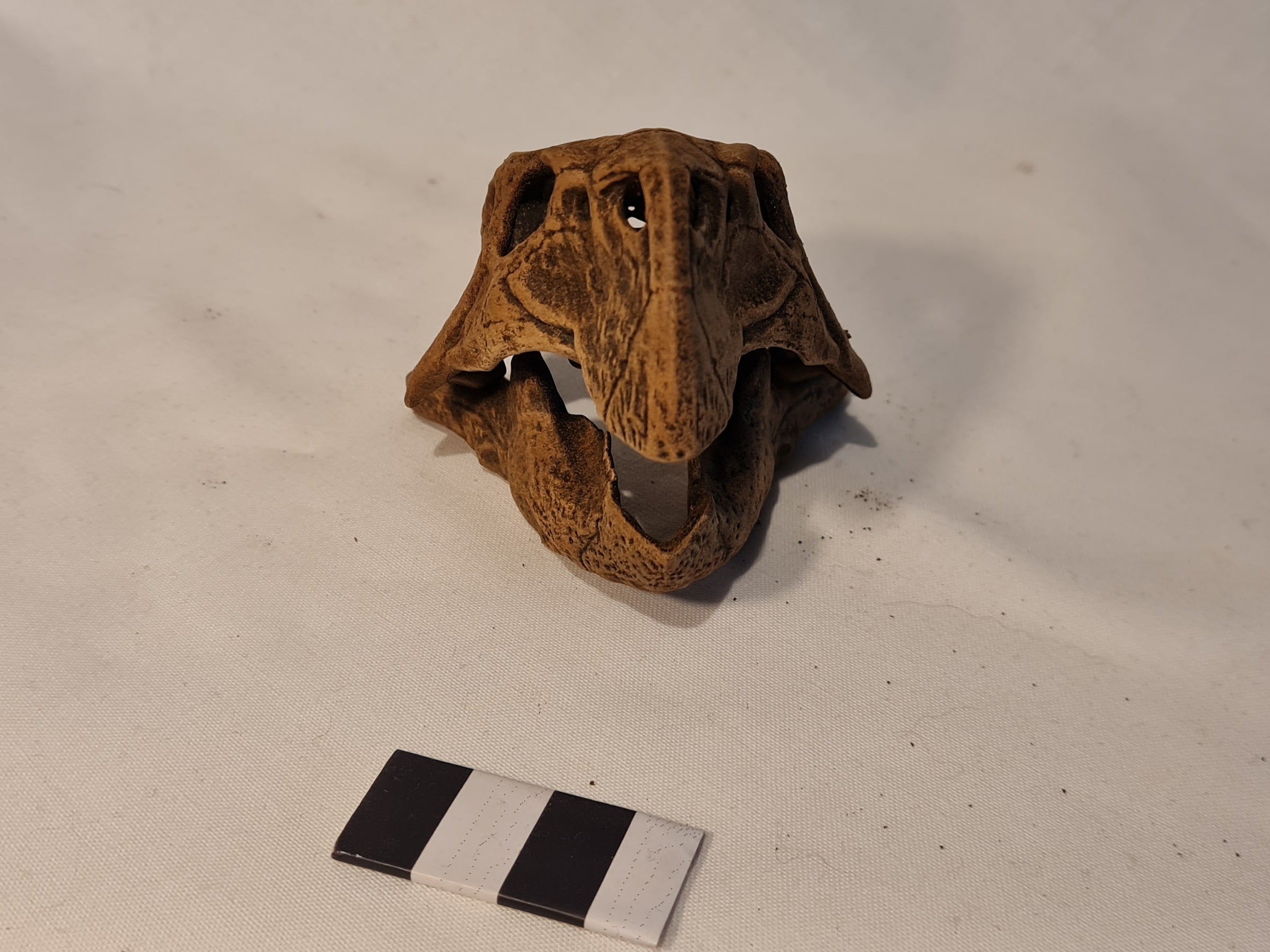 Psittacosaurus mongoliensis