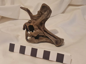 Lambeosaurus lambei