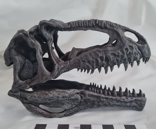 Giganotosaurus carolinii [1:10 scale]